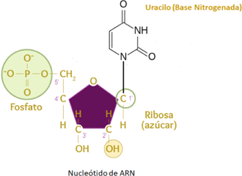 estructura de arn